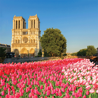 WS France: Notre Dame