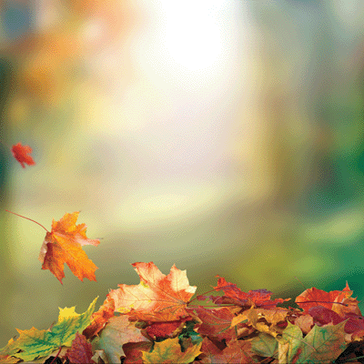 WS Glorious Autumn: Leaf Pile