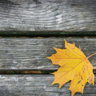 Glorious Autumn: Golden Fall