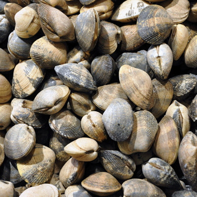 The Great Northwest: Seattle