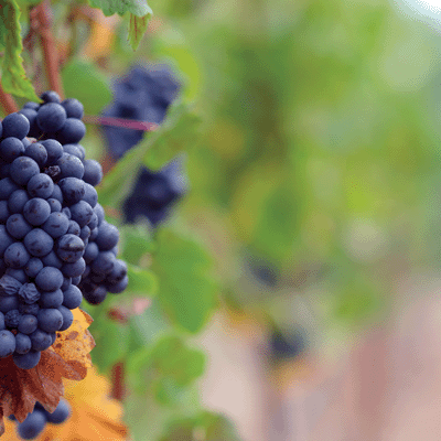 WS The Great Northwest: Portland