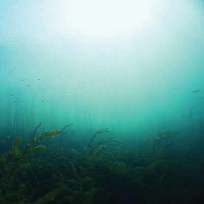 WS Gone Fishing: Fisherman's Dream