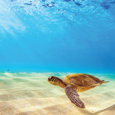 Hawaii: USS Arizona Memorial