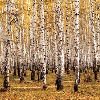 WS Happy Camper: Forest for the Trees