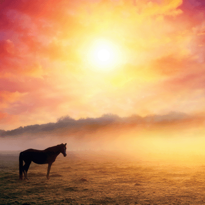 WS Horseplay: Horse at Sunrise