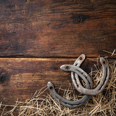 WS Horseplay: Horse at Sunrise