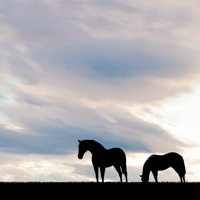 WS Horseplay: Horses in Silhouette