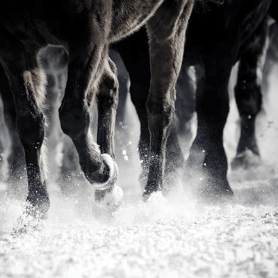 WS Horseplay: Running Wild