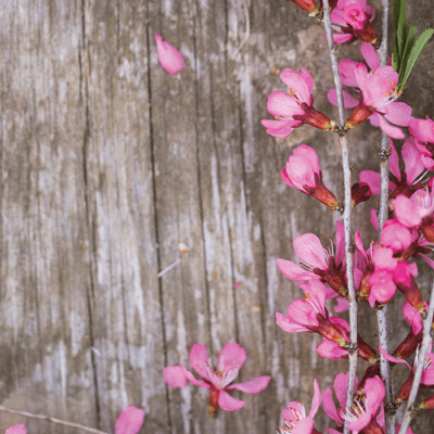 Hello Spring: Spring Flowers