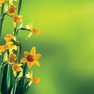 WS Hello Spring: Daffodils