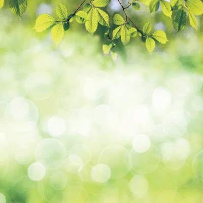 WS Hello Spring: Daffodils