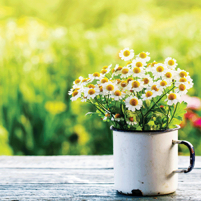 WS Hello Spring: Cup O'Daisies