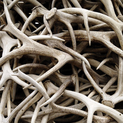 WS Hunter's Paradise: Antlers