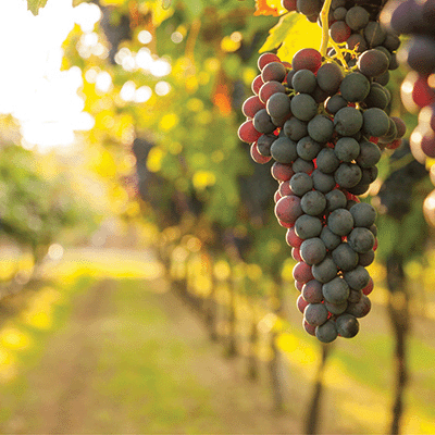 WS Italy: On the Vine