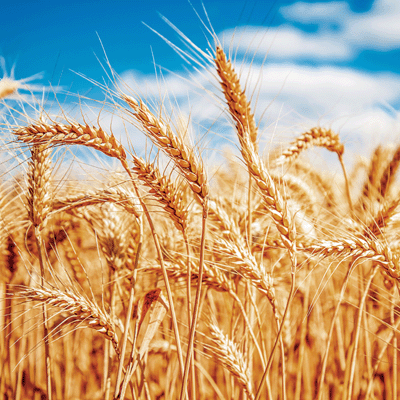 In The Field: Wheat