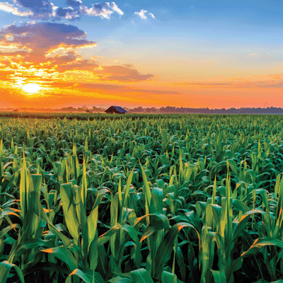 WS In The Field: Corn