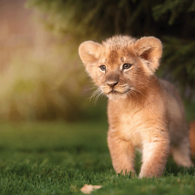 WS King of the Jungle: Lion Cub