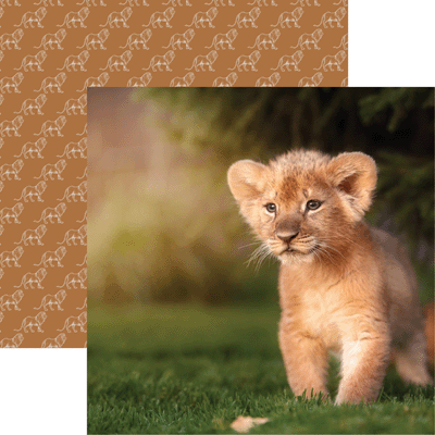 King of the Jungle: Lion Cub