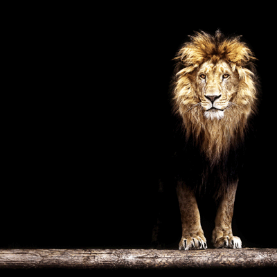 WS King of the Jungle: King of the Jungle