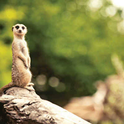WS King of the Jungle: Meerkat