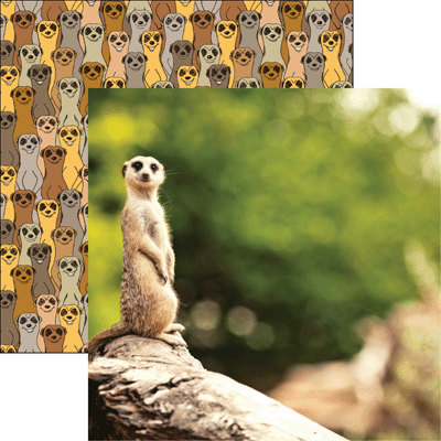 WS King of the Jungle: Meerkat