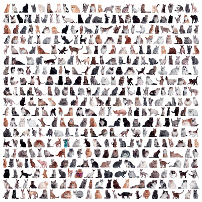 Love My Cat: Go Fish