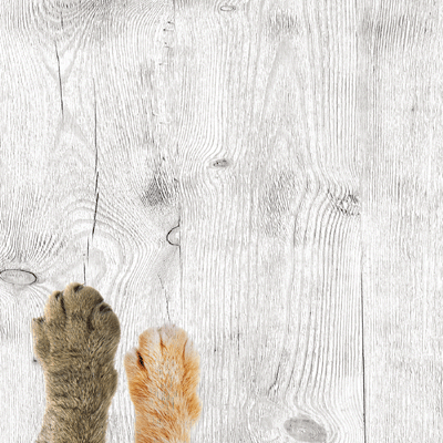 Love My Cat: The Cat's Meow