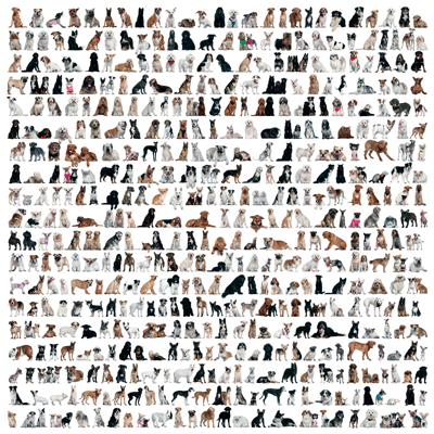 Love My Dog: Dog Treats