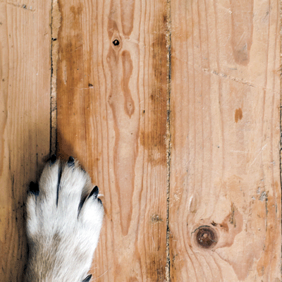 Love My Dog: My Best Friend