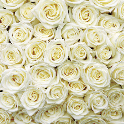Made with Love: White Roses