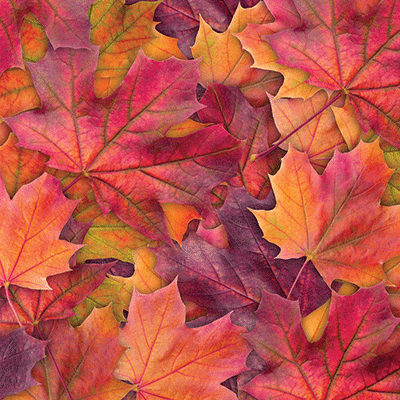 WS Nature's Beauty: Nature's Beauty 1