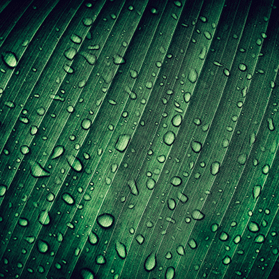 WS Nature's Beauty: Nature's Beauty 1