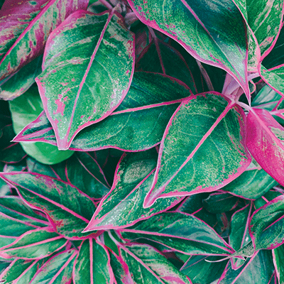 Nature's Beauty: Nature's Beauty 2