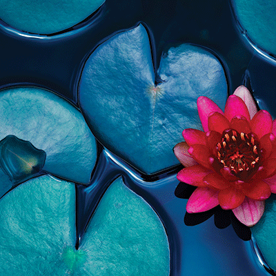 WS Nature's Beauty: Nature's Beauty 3