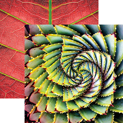 WS Nature's Beauty: Nature's Beauty 5