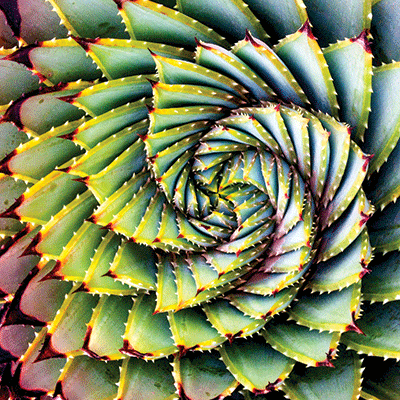 Nature's Beauty: Nature's Beauty 5