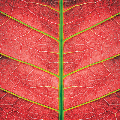 Nature's Beauty: Nature's Beauty 5