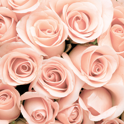 A Night to Remember: Roses & Satin