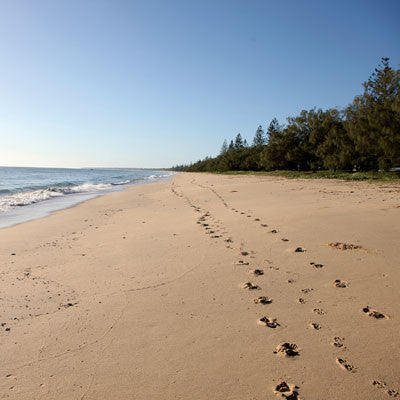 WS Pawprints On My Heart: Pawprints On My Heart