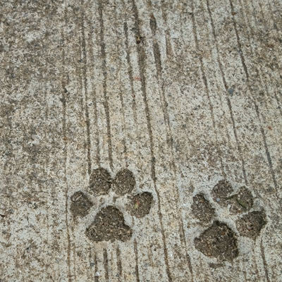 WS Pawprints On My Heart: Pawprints On My Heart