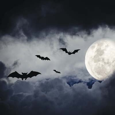 WS Pumpkin Hallow: Night of the Pumpkin