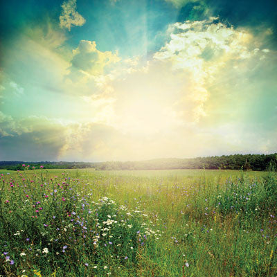 WS Photo Shoot: Meadow Landscape