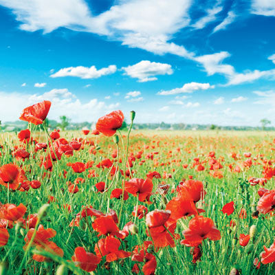 WS Photo Shoot: Meadow Landscape