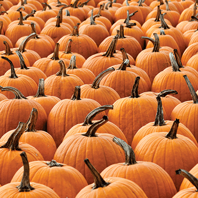 Pumpkin Patch: Pumpkins Galore