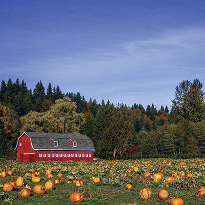 Pumpkin Patch: Pumpkin Patch