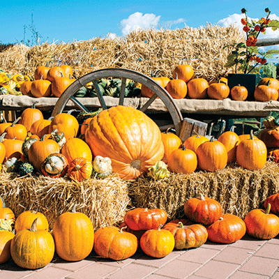 WS Pumpkin Patch: Pumpkin Display