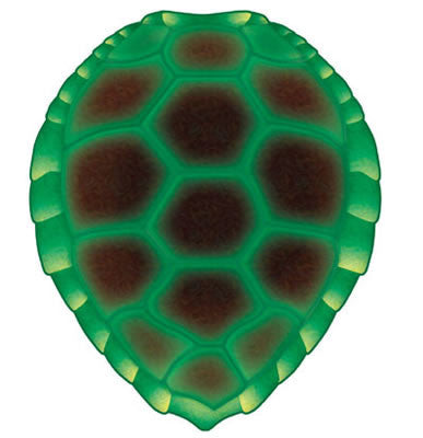 WS Under the Sea: Turtle Shell (Diecut)