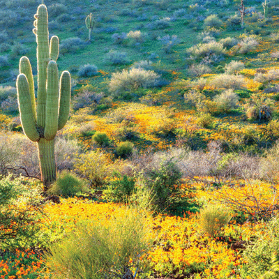 WS Scenic Southwest: Grand Canyon