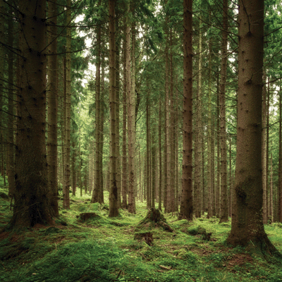 WS Scandinavian Woodland: Lush Nature