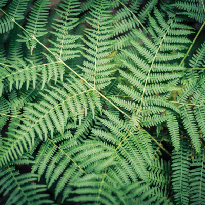 Scandinavian Woodland: Lush Nature